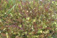 Melampyrum pratense