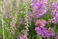 Calluna vulgaris