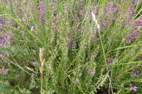 Calluna vulgaris