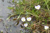 Baldellia ranunculoides