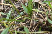 Baldellia ranunculoides