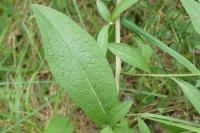 Centaurea nigra