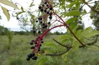 Sambucus nigra