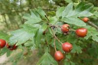 Crataegus monogyna