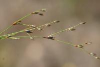 Luzula forsteri