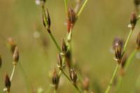 Luzula forsteri