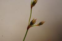 Luzula forsteri