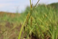 Carex pseudocyperus