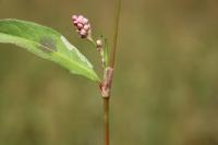 Persicaria maculosa