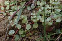 Lysimachia tenella