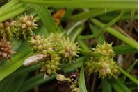Carex viridula