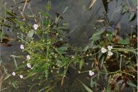 Baldellia ranunculoides