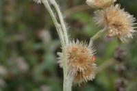 Laphangium luteoalbum