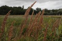 Calamagrostis epigejos