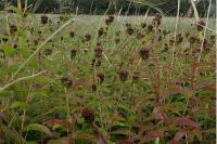 Inula salicina