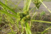 Cyperus eragrostis