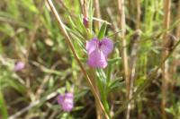 Misopates orontium