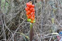 Arum maculatum