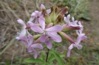 Saponaria officinalis