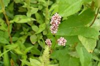 Persicaria lapathifolia
