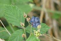 Rubus caesius