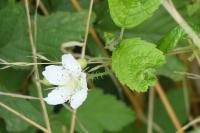 Rubus caesius