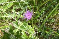 Cirsium acaulon