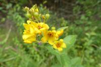 Lysimachia vulgaris