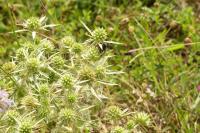 Eryngium campestre