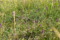 Betonica officinalis