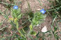 Lycopsis arvensis