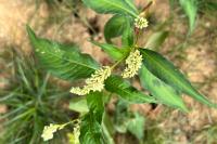 Persicaria lapathifolia