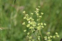 Filipendula vulgaris