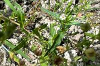 Veronica anagallis-aquatica