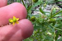 Ranunculus sceleratus