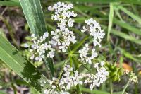 Oenanthe aquatica