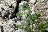 Oenanthe aquatica