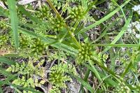 Oenanthe aquatica