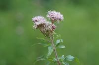 Eupatorium cannabinum