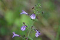 Clinopodium nepeta