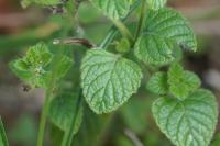 Clinopodium nepeta