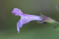 Clinopodium nepeta