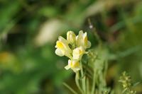 Linaria vulgaris