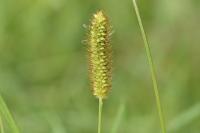 Setaria pumila