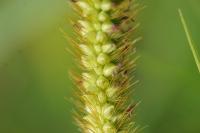 Setaria pumila