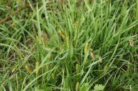 Setaria pumila