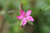 Dianthus armeria