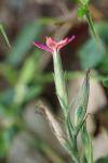 Dianthus armeria