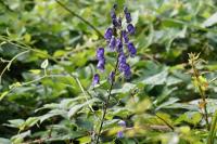 Aconitum bauhinii
