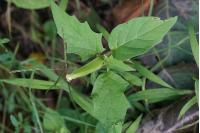 Datura stramonium
